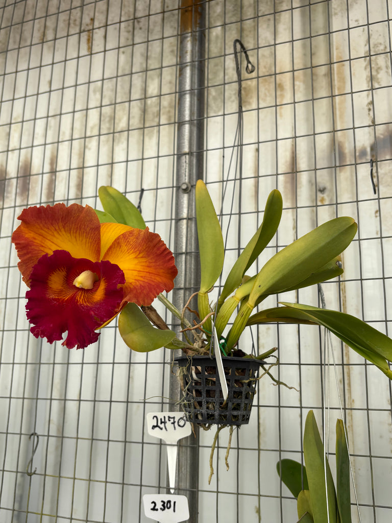 Rlc. Nakornchaisri Delight #2