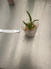 Laelia praestans f. alba x Sophronitis mantiqueriae