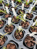 Epidendrum falcatum 6 Pack
