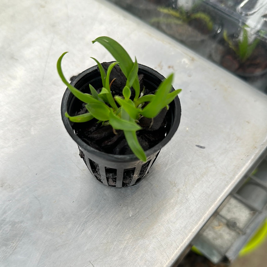 Laelia praestans f. alba x Sophronitis mantiqueriae