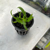 Laelia praestans f. alba x Sophronitis mantiqueriae