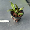 Laelia praestans alba x C. kerrii