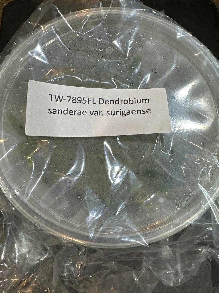 Flask Den. sanderae var surigaense