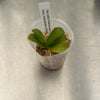 Phalaenopsis cornu-cervi fma. chattaladae 2
