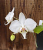 FLASK Phal. (aphrodite subsp. aphrodite x sanderiana)
