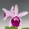 C. intermedia v. orlata coerulea
