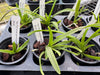 Vanda (jennae x barnesii)