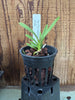 Vanda (jennae x barnesii)