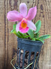 Laelia praestans f. alba x Sophronitis mantiqueriae