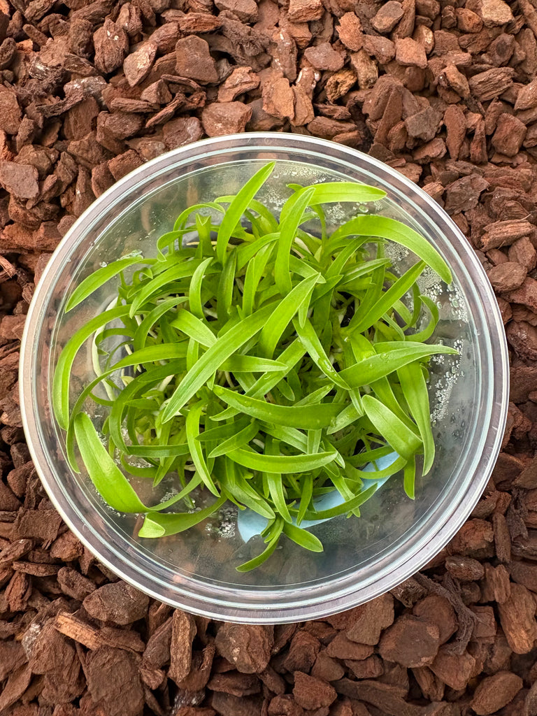 FLASK C. bowringiana
