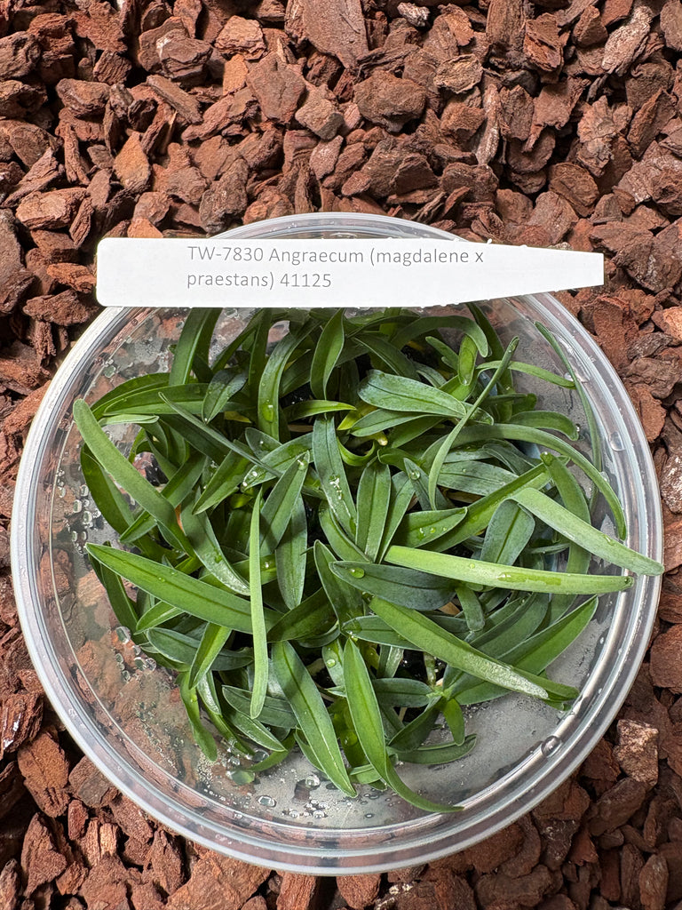 FLASK Angraecum (magdalene x praestans)
