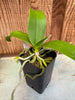 Phal. equestris fma. alba