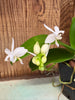 Phal. equestris fma. alba