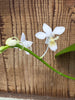 Phal. equestris fma. alba