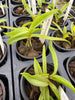Epidendrum falcatum 6 Pack