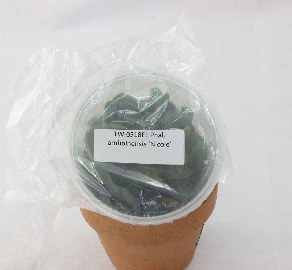 FLASK Phal. amboinensis ‘Nicole'