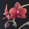 FLASK Phal. Tying Shin Golden Rose