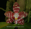 FLASK Phal. amboinensis ‘Nicole'