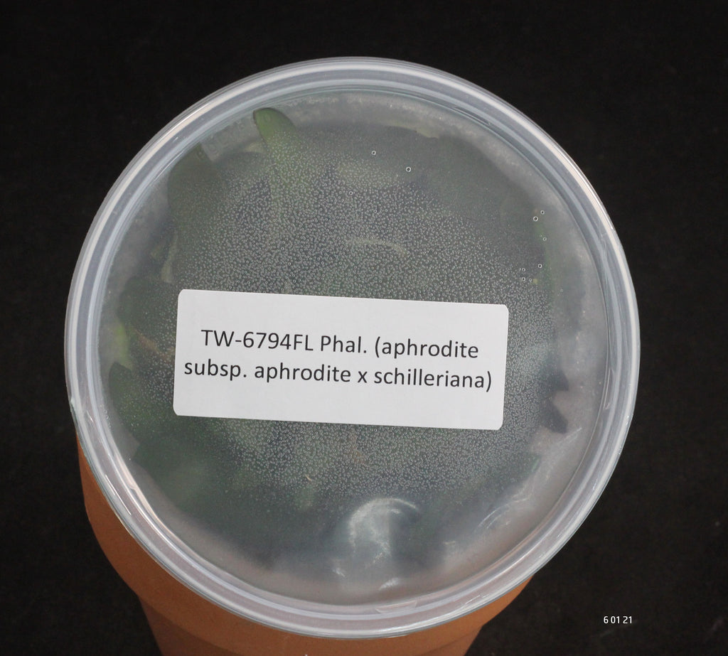 FLASK Phal. (aphrodite subsp. aphrodite x schilleriana)