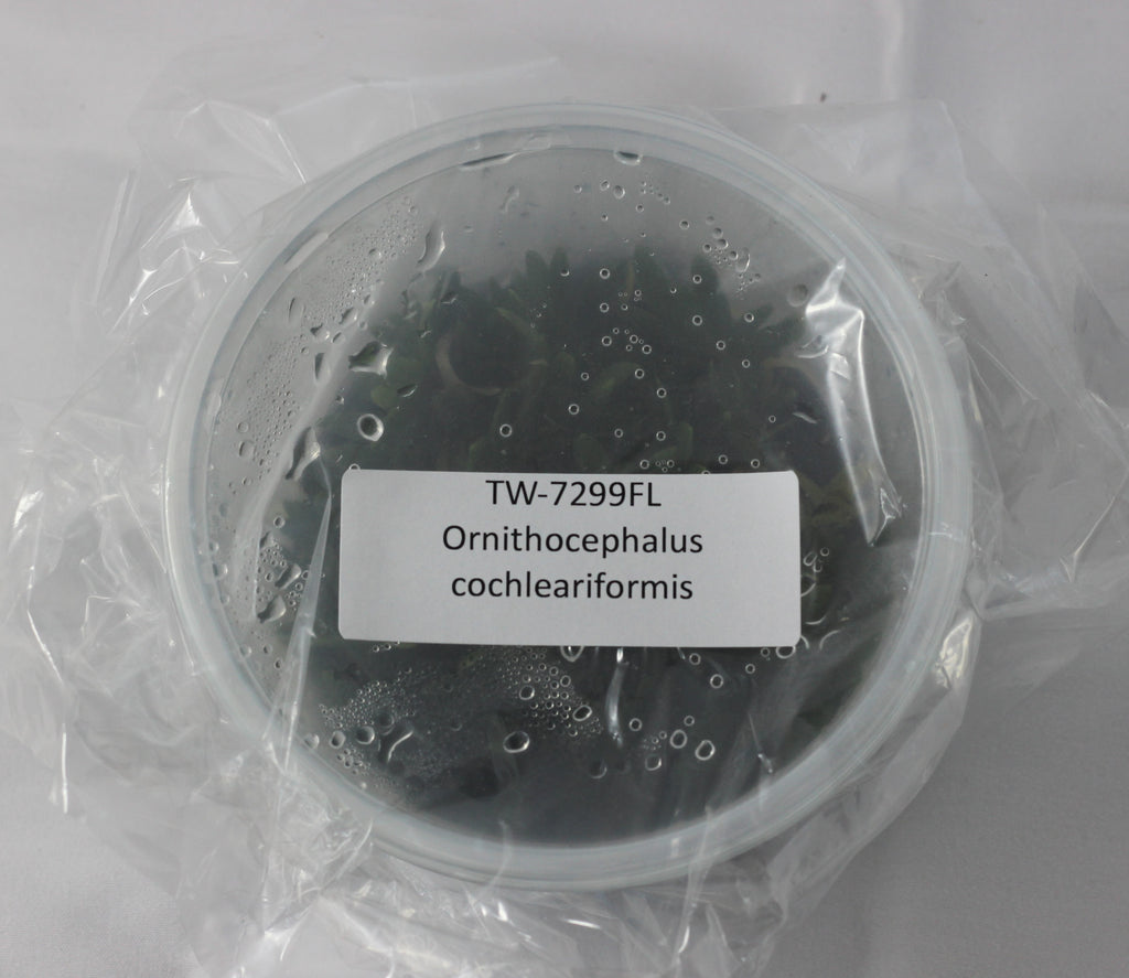 FLASK Ornithocephalus cochleariformis