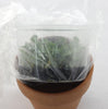 FLASK Jewel Orchid Goodyera kwangtungensis