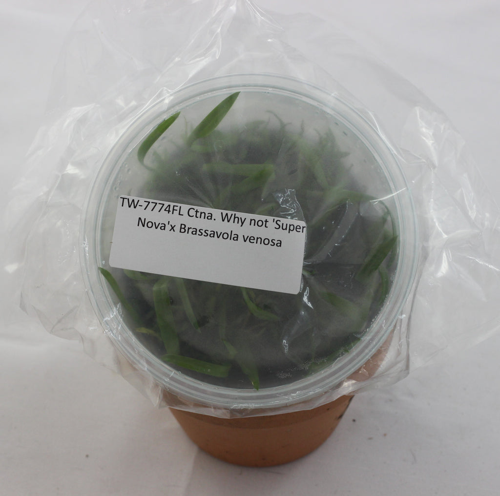 FLASK Ctna. Why not 'Super Nova'x Brassavola venosa