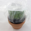 FLASK Ctna. Why not 'Super Nova'x Brassavola venosa