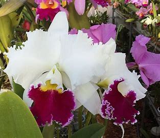 C. Orglade's Grand 'Yow Chang Beauty'