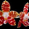 Phal. amboinensis ‘Nicole’