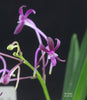 Vanda falcata (Magenta)