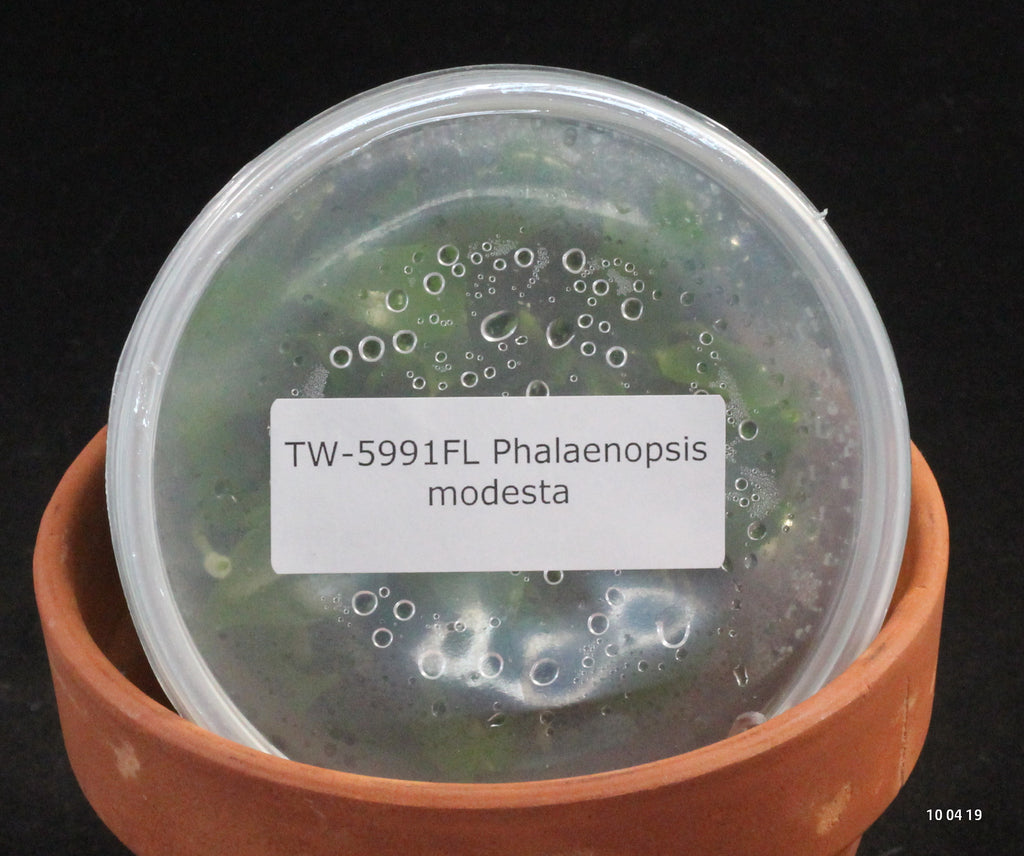 FLASK Phal. modesta