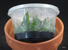 FLASK Phal. modesta