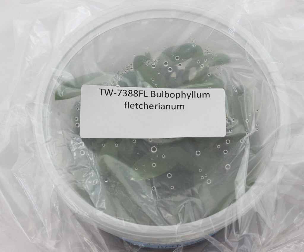 FLASK  Bulbophyllum fletcherianum