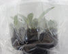 FLASK  Bulbophyllum fletcherianum