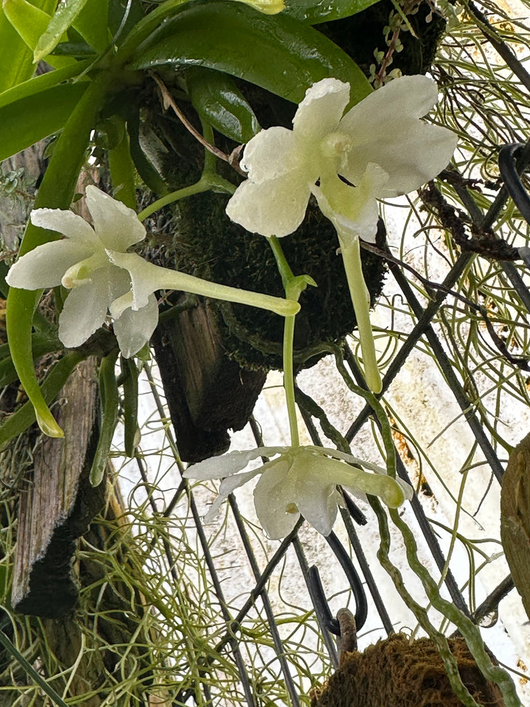 FLASK A. Snow White x Macropodanthus cootsii