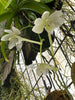 FLASK A. Snow White x Macropodanthus cootsii