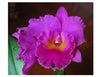 Rlc. Cornerstone “Compass”