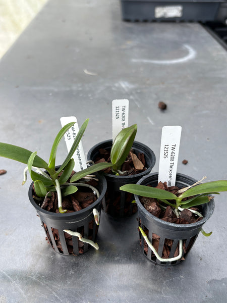 Thrixpermum centipeda
