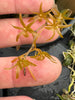 Aerangis seegeri