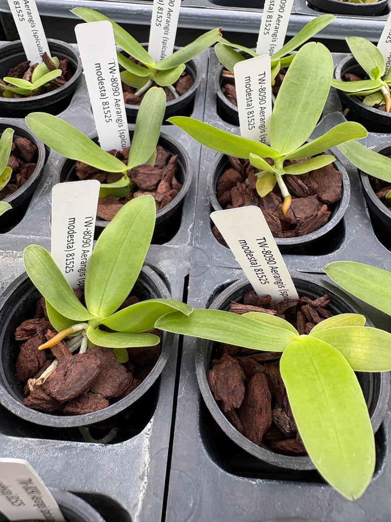 Aerangis (spiculata x modesta)