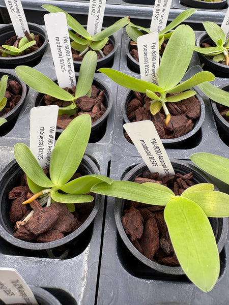 Aerangis (spiculata x modesta)