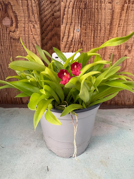 COMPOT Lsz.(Leomesezia) Lava Burst 'Puanani'