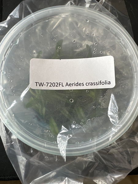 FLASK Aerides crassifolia