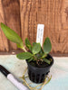 Laelia praestans alba x C. kerrii