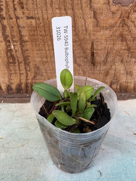 Bulbophyllum scotinochiton