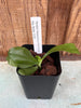 Phalaenopsis amboinensis var. flavida