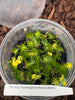 FLASK  Erycina glossomystax