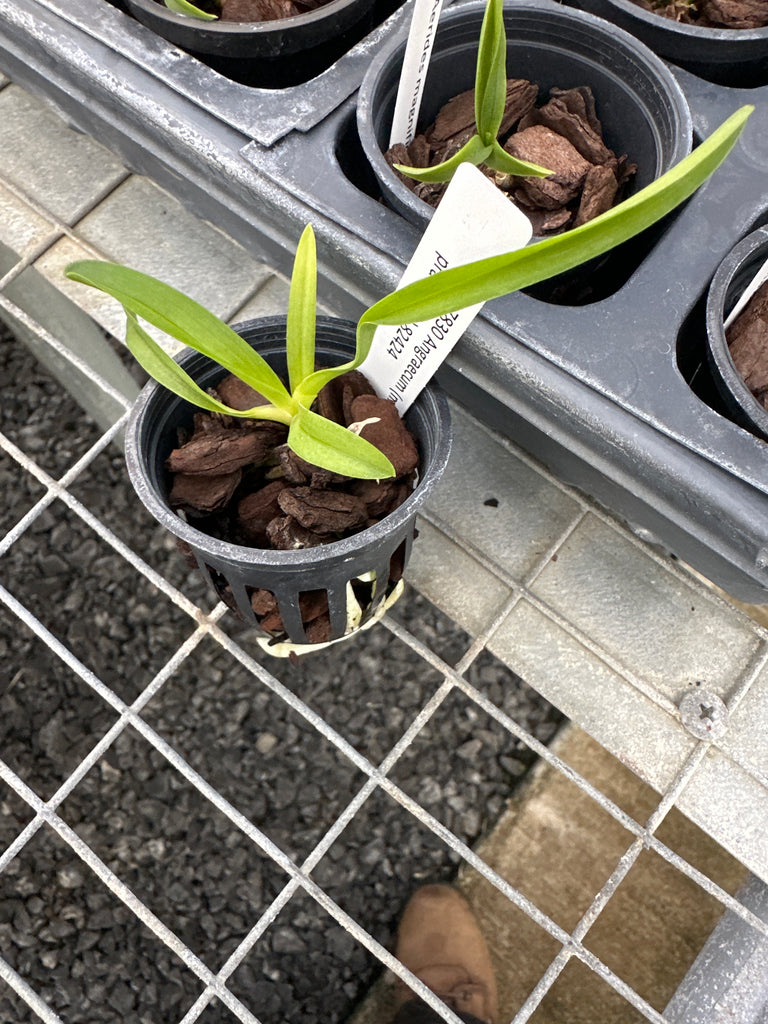 Angraecum (magdalene x praetans)