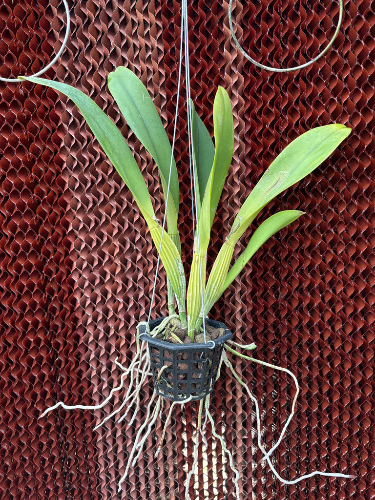Rlc. Cornerstone “Compass”