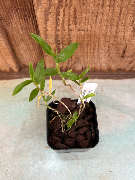 Dendrobium goldschmidtianum